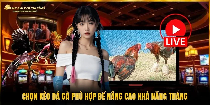 Chọn kèo đá gà chuẩn giúp nâng cao tỷ lệ dự đoán chính xác 